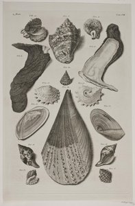 Tavola con conchiglie. Tavola 8. da Franz Michael Regenfus