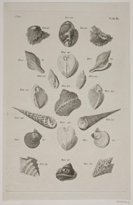 Planche med konkylier. Planche 9. da Franz Michael Regenfus