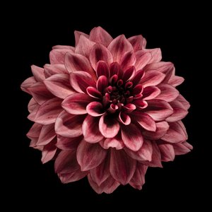 Dalia bordeaux intenso da Fred Louwen