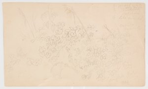 Schizzi Botanici
