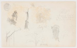 Schizzi botanici dalla Colombia: alberi di bambù, tronchi e dettagli