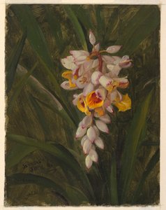 "Cardamomo" da Frederic Edwin Church