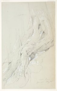 Radici di Albero di Cotone che Crescono su un Pendio, Giamaica da Frederic Edwin Church