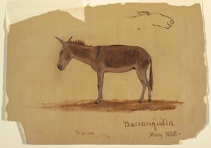 Disegno, un asino, Baranquilla, Colombia, maggio 1853 da Frederic Edwin Church