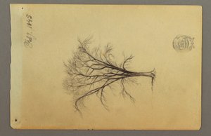 Disegno, Un albero senza foglie, febbraio 1845 da Frederic Edwin Church