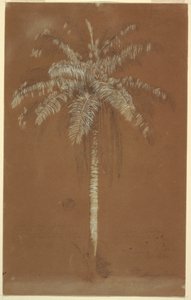 Disegno, Palma di Abaye, Monte Salus, Giamaica, giugno 1865 da Frederic Edwin Church