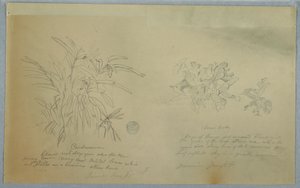 Disegno, studi sulla radice di freccia e sul cardamomo, Giamaica, giugno 1865 da Frederic Edwin Church