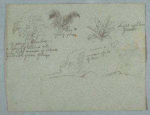 Disegno, Bambù, vite e una giovane palma, pianta e due scene di pioggia che cade dalle nuvole sulle creste, Rio Magdalena, Colombia, 1853, probabilmente maggio da Frederic Edwin Church