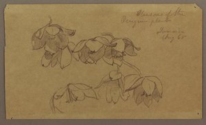 Disegno, Fiori della collina dei pinguini, agosto 1865 da Frederic Edwin Church