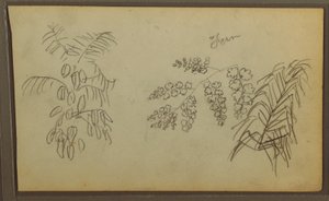 Disegno, Schizzi botanici, 1857 da Frederic Edwin Church