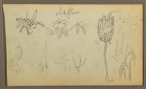 Disegno, Schizzi botanici, 1857