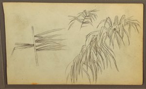 Disegno, Schizzi botanici, 1857