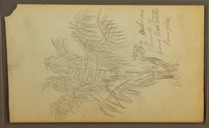 Disegno, Schizzi botanici, 1857 da Frederic Edwin Church