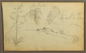 Disegno, Schizzi botanici, 1857 da Frederic Edwin Church