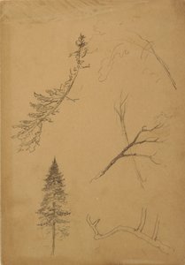 Disegno, Schizzi botanici, 1888 da Frederic Edwin Church