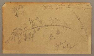 Disegno, schizzi botanici, agosto 1865