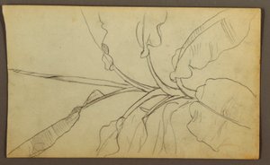 Disegno, Schizzi botanici, Ecuador o Colombia; verso: Schizzi botanici, 1857.