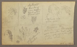 Disegno, Schizzi botanici, Ecuador o Colombia; verso: Schizzi botanici, 1857.