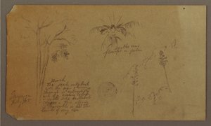 Disegno, schizzi botanici, luglio 1865 da Frederic Edwin Church