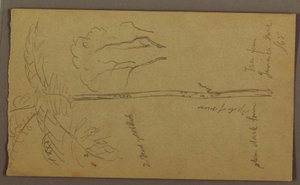 Disegno, Schizzi botanici, giugno 1865 da Frederic Edwin Church