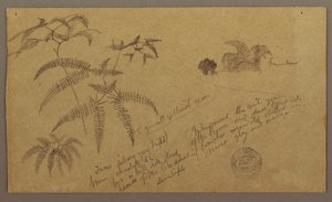 Disegno, schizzi botanici, maggio-agosto 1865 da Frederic Edwin Church