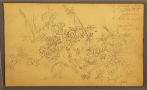 Disegno, Schizzi botanici, maggio 1857