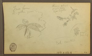 Disegno, Schizzi botanici; verso: Schizzi botanici, 1857