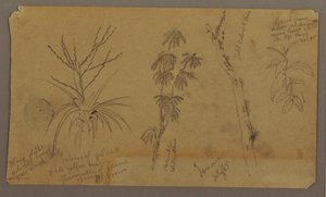 Disegno, schizzi botanici; verso: nuvole, luglio 1865 da Frederic Edwin Church