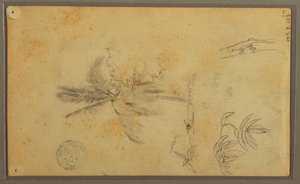 Disegno, schizzi botanici; verso: lucertola, palma, 1857