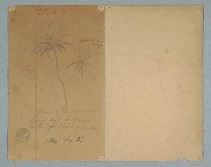 Disegno, Schizzi botanici: un ramo, un albero e una cima, Sud America, 2 settembre 1853 da Frederic Edwin Church