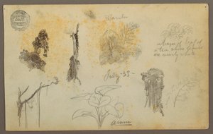 Disegno, Schizzi botanici dalla Colombia: Alberi di bambù, tronchi e dettagli, luglio 1853 da Frederic Edwin Church