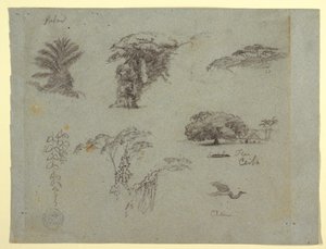 Disegno, Schizzi botanici dal Sud America: una palma, gruppi di alberi, ramoscelli pendenti, un grande albero accanto a una casa e una gru volante, 1853, probabilmente maggio