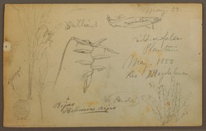 Disegno, Schizzi botanici dal Rio Magalena, Colombia, maggio 1853