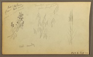 Disegno, schizzi botanici, casa; schizzi botanici, 1857 da Frederic Edwin Church