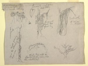 Disegno, Studi botanici realizzati nel Rio Magdalena, Colombia:  Parassita, Albero morto, 1853 da Frederic Edwin Church