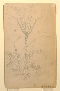Disegno, Studi botanici di alberi, maggio-giugno 1857