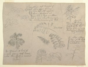 Disegno, Studi botanici, visti dal Rio Magdalena, Colombia, 1853