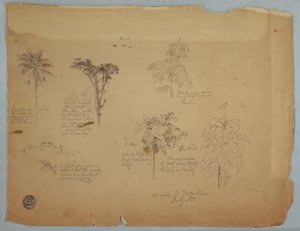 Disegno, Studi botanici con pappagalli volanti, Boquia, Colombia, luglio 1853