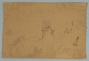 Disegno. Schizzi botanici e di nuvole vicino a Quito, Ecuador