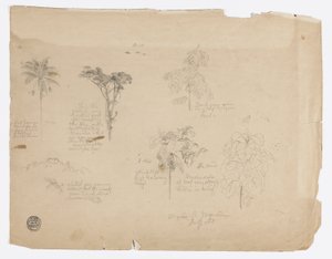Disegno.  Schizzi botanici dalla Colombia. da Frederic Edwin Church