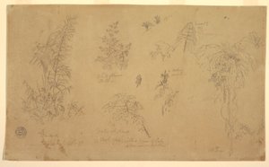 Disegno, Schizzi botanici, "vicino a Jorje", 23 luglio 1857 da Frederic Edwin Church