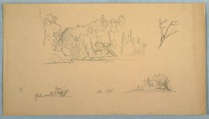 Disegno, Schizzi botanici: albero, alberi in riva al mare, settembre 1876