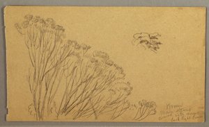 Disegno, alberi simili a cespugli, forse 1865-66 da Frederic Edwin Church