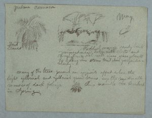 Disegno, Palma Camaca, un gruppo di alberi e viti su una riva del fiume, un uccello e un mazzo di foglie, Rio Magdalena, Colombia, maggio 1853 da Frederic Edwin Church
