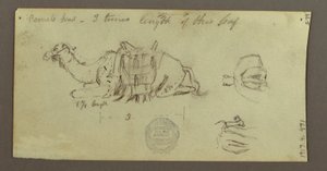 Disegno, Studi sul cammello, 2 marzo 1868