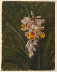 Disegno, "Cardamum", 1865