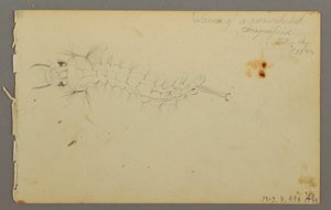 Disegno, Studio di nuvola, 1844 da Frederic Edwin Church
