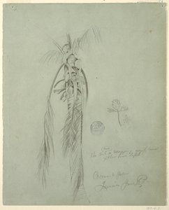 Disegno, Palma di cocco, Giamaica, 14 giugno 1865 da Frederic Edwin Church