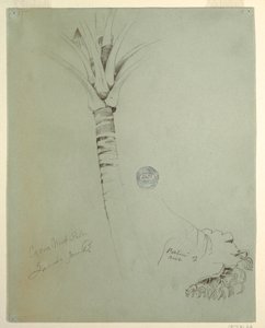Disegno, Palma di cocco, Giamaica, giugno 1865 da Frederic Edwin Church