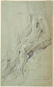 Disegno, radici di un albero di cotone che crescono su un pendio, Giamaica, maggio 1865 da Frederic Edwin Church